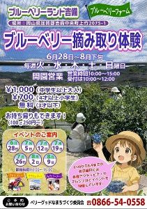 ブルーベリーランド吉備 ブルーベリー摘み取り体験