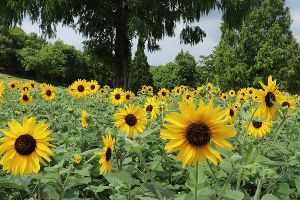 【花・見ごろ】おかやまフォレストパークドイツの森　ひまわり