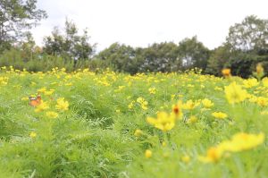 【花・見ごろ】おかやまフォレストパークドイツの森　キバナコスモス