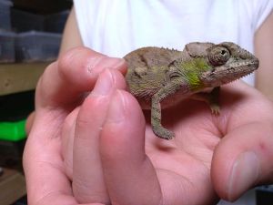 爬虫類昆虫両生類等 展示会 Bug Brigade in 岡山