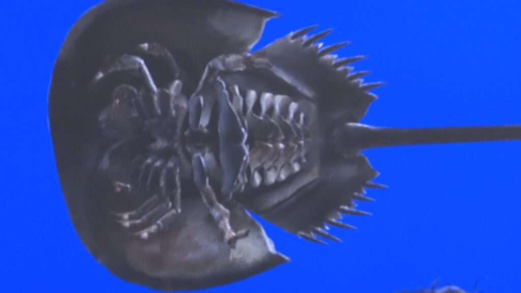 カブトガニをあらゆる角度から観察！企業が3Dデータを笠岡市に寄贈　岡山