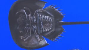 カブトガニをあらゆる角度から観察！企業が3Dデータを笠岡市に寄贈　岡山