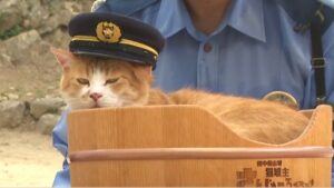 人気猫城主・さんじゅーろーが一日広報大使　生活道路の法定速度引き下げ周知　「30」と「Low」をかけ白羽の矢　岡山県警