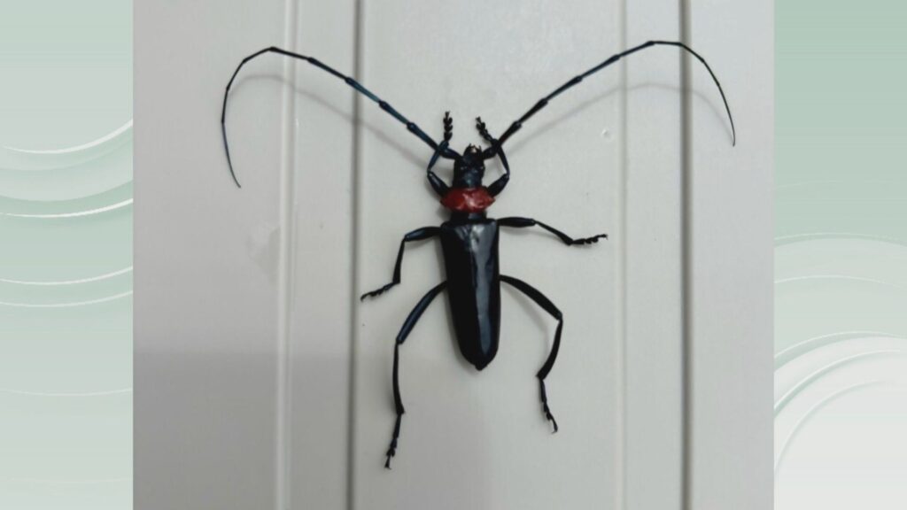 特定外来生物・クビアカツヤカミキリを香川で初確認　 農業被害や樹木倒壊の被害につながる