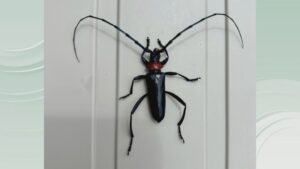 特定外来生物・クビアカツヤカミキリを香川で初確認　 農業被害や樹木倒壊の被害につながる