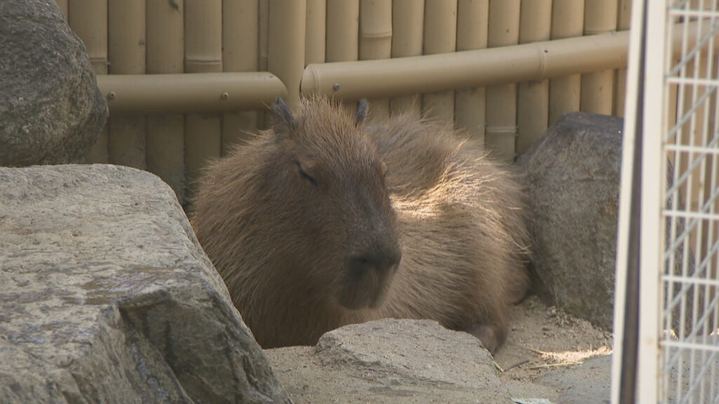 動物も人間も…　熱中症に気をつけて　啓発イベント開く　岡山