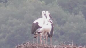 まんのう町でコウノトリのひなが巣立ち　4月にふ化した3羽　香川