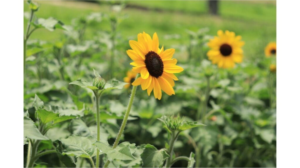 ドイツの森でヒマワリが開花　見頃は7月中旬～8月中旬ごろ　岡山・赤磐市