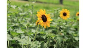 ドイツの森でヒマワリが開花　見頃は7月中旬～8月中旬ごろ　岡山・赤磐市