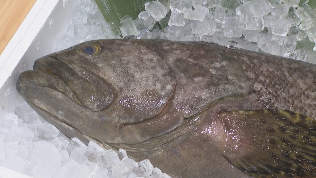 “陸育ち”の幻の高級魚「タマカイ」　香川の海鮮料理店で数量限定販売