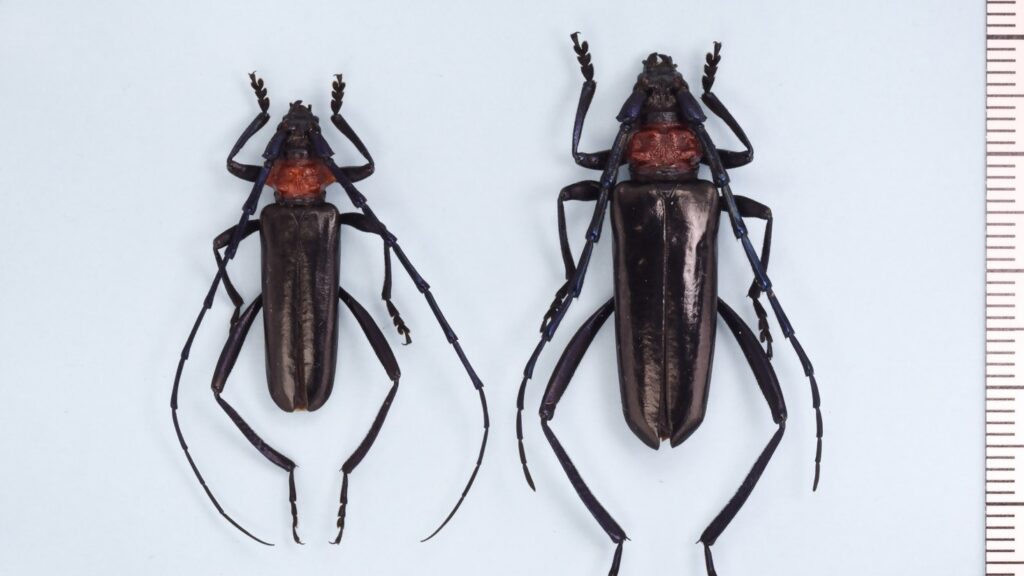 特定外来生物・クビアカツヤカミキリの被害が岡山県で初めて確認