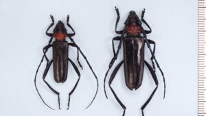 特定外来生物・クビアカツヤカミキリの被害が岡山県で初めて確認