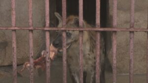 ブチハイエナの蓮くん19歳の誕生日　シカ肉2.6kgをプレゼント　池田動物園　岡山市