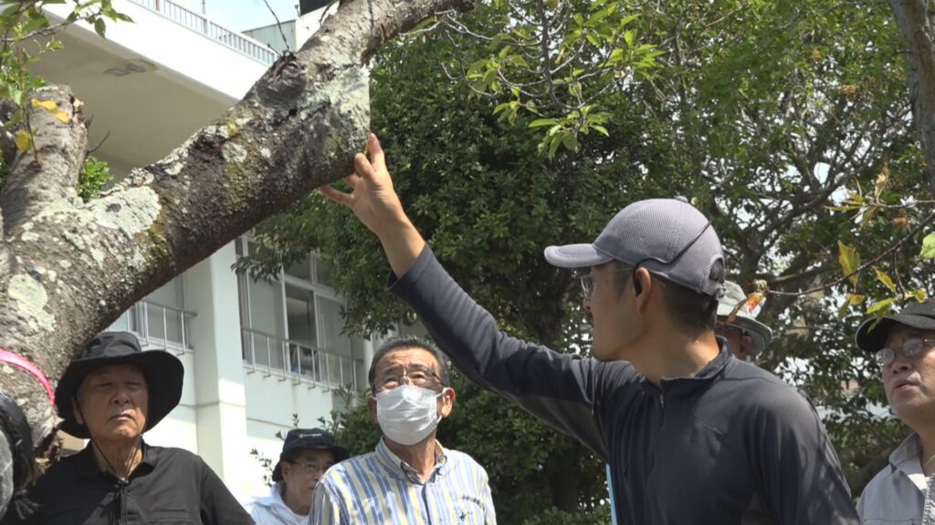 特定外来生物クビアカツヤカミキリの被害を防げ 小豆島町で防除活動 香川
