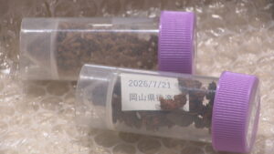 特定外来生物クビアカツヤカミキリの被害　岡山後楽園などの桜で確認　半径約2km以内の学校や公園を調査へ