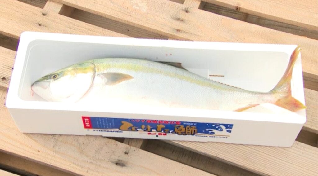 採用者には「ひけた鰤1尾」東かがわ市の「情報発信ポータルサイト」の名称を募集　香川・東かがわ市