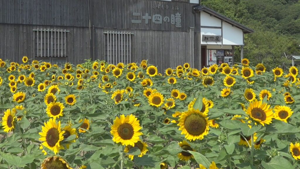 二十四の瞳映画村で約1.5万本のヒマワリが見頃　涼やかな風鈴を楽しめる企画展も　香川・小豆島町