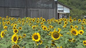 二十四の瞳映画村で約1.5万本のヒマワリが見頃　涼やかな風鈴を楽しめる企画展も　香川・小豆島町