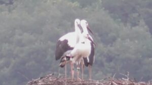 まんのう町で4月にふ化したコウノトリ3羽　愛称決まる　香川