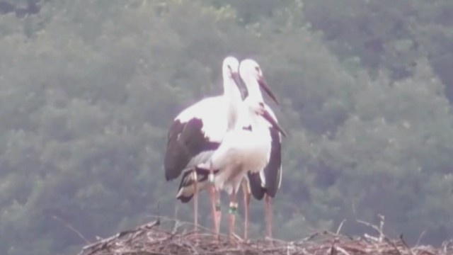 まんのう町で4月にふ化したコウノトリ3羽 愛称決まる 香川