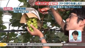 【中継】人気のシャインマスカットも！ブドウ狩りを楽しめる石原果樹園　岡山市〈#推しドコ？〉