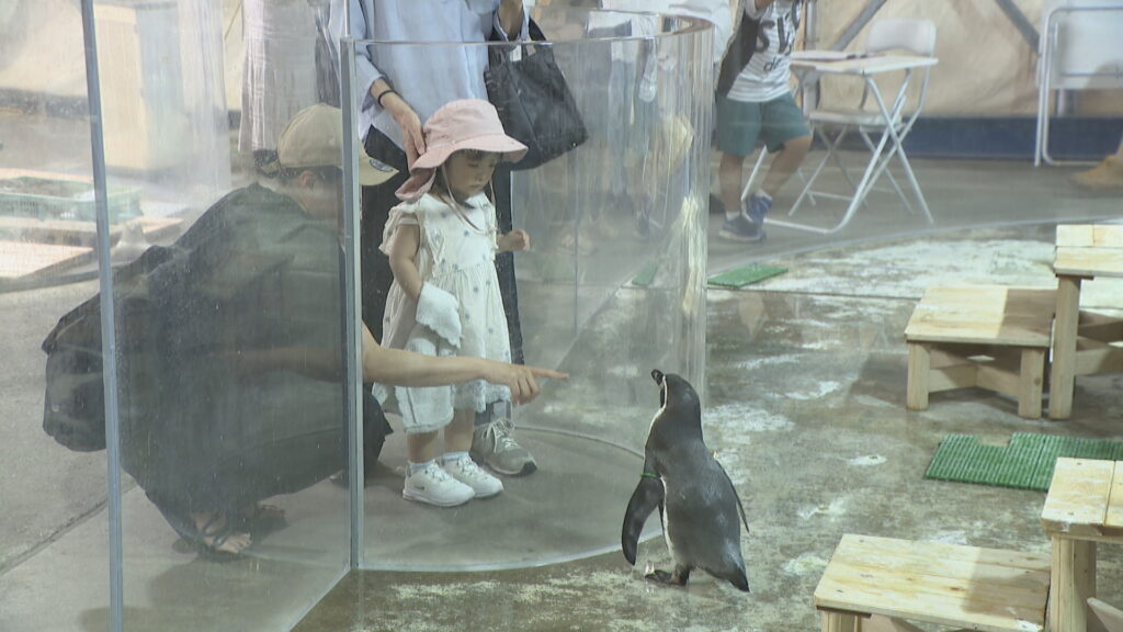 大人気の市場水族館　カワウソの餌やり体験に人だかり　暑さ逃れて来る人も　高松市