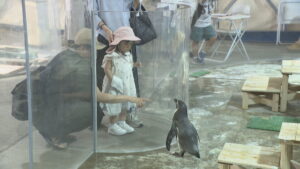 大人気の市場水族館　カワウソの餌やり体験に人だかり　暑さ逃れて来る人も　高松市