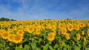 夏の風物詩　蒜山高原でヒマワリが満開　岡山県