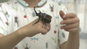 天満屋岡山店で「世界の昆虫展」　カブトムシにタッチできるコーナーも