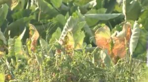 香川県内各地に28日ぶりの「恵みの雨」　三豊市の財田では3時間で39.5ミリ