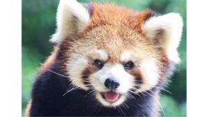 レッサーパンダに興味を持って　岡山市の池田動物園で特別イベント