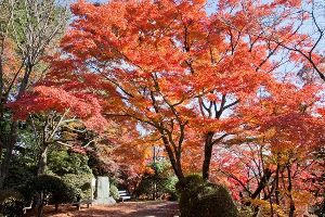 【紅葉・見ごろ】金刀比羅宮
