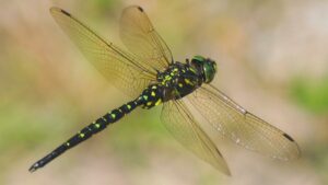 初夏のサラサヤンマ　お盆のハグロトンボ　そして季節は秋へ　岡山