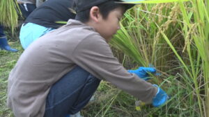 小豆島の中山千枚田で子どもたちが稲刈り体験「腰痛い」　香川