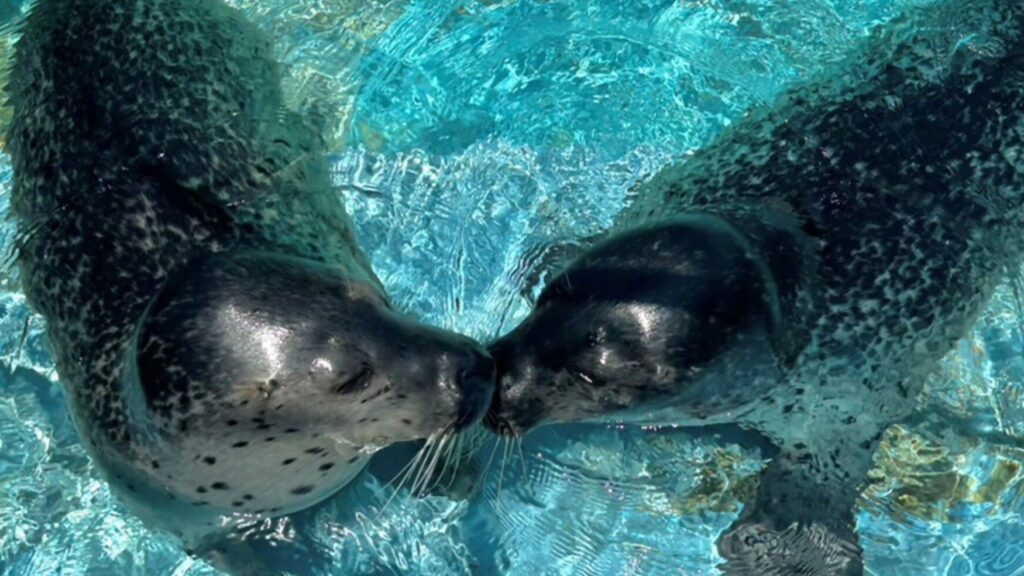 ゴマフアザラシとふれあい体験　玉野市の渋川マリン水族館　岡山
