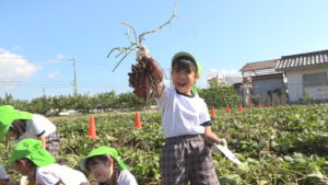 「とれたー！」総社市の園児たちが芋掘りに挑戦　岡山