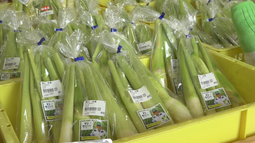 里庄町で特産品・マコモタケの初出荷　中華料理で高級食材として使われる野菜　岡山