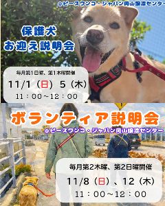 保護犬お迎え説明会（11月）