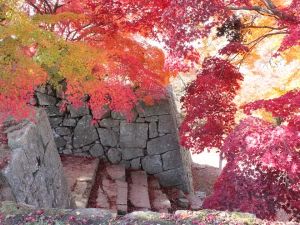【紅葉・見ごろ】津山城（鶴山公園）