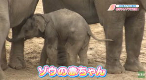 35年ぶりにゾウの赤ちゃん誕生　姫路セントラルパーク