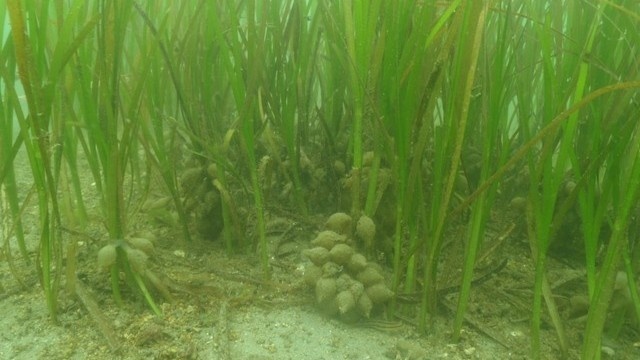 ペットボトルで育て 海のゆりかご「アマモ」の苗床づくり 香川