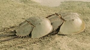 【11/15】「初級」認定試験　笠岡市カブトガニ検定挑戦者求む！　カブトガニで街を元気に