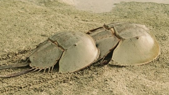 【11/15】「初級」認定試験 笠岡市カブトガニ検定挑戦者求む! カブトガニで街を元気に