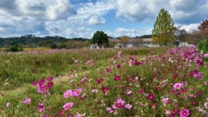 岡山・美咲町の「まきばの館」でコスモスが見頃