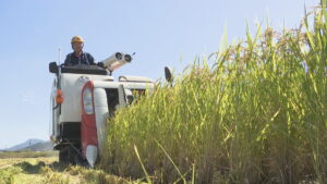 香川県オリジナルのブランド米　「おいでまい」収穫が最盛期　特A獲得の期待かかる