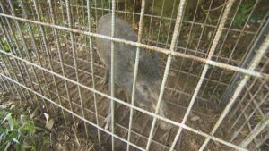 イノシシ自家消費のための解体講習　猟銃免許持っている人が対象　香川県
