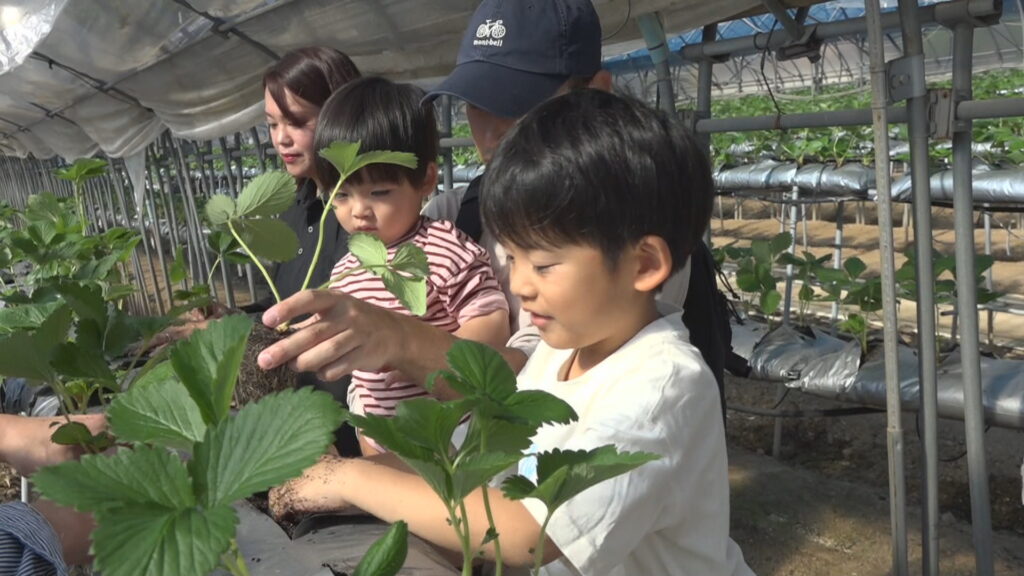 イチゴの苗約1500本 子どもたちが植え付けに挑戦 「たくさん収穫してジャムにしたい」 香川・土庄町