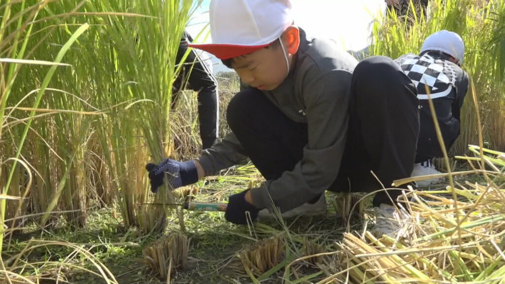 小豆島の小学生が昔ながらの鎌で稲刈り体験 カエルに夢中になる子も 香川