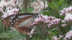 越冬で旅をするチョウ「アサギマダラ」が2026年も小豆島に飛来　香川