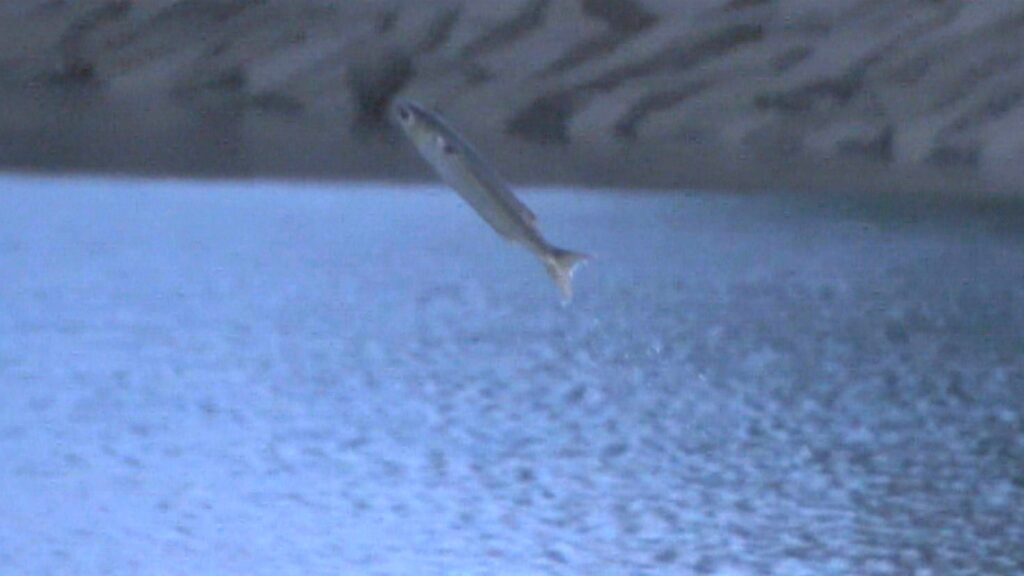 【特集】河口などでピョンピョン跳ねる魚「ボラ」の謎 君はなぜ跳ねる?未解明の謎に挑む 岡山